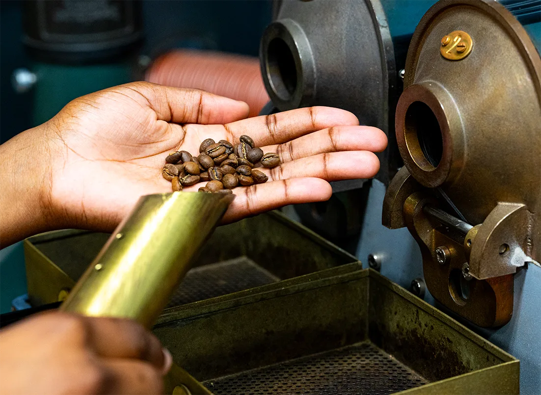 A hand holding freshly roasted Compass Coffee beans at the roaster